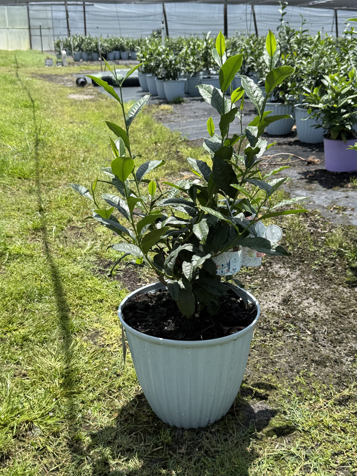 Tea Assamica Plant Camelia Sinensis