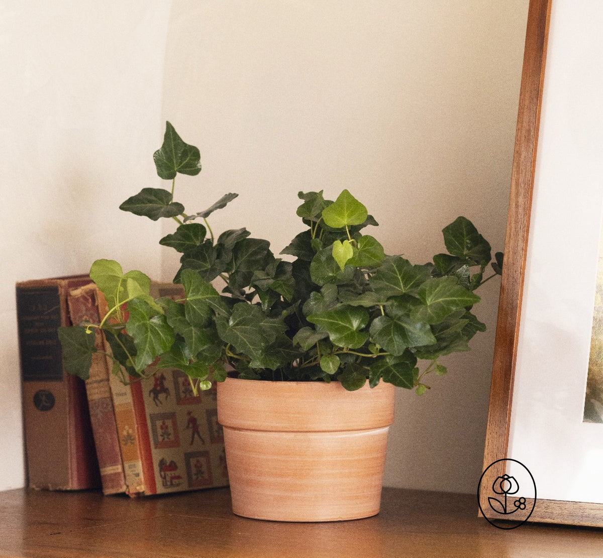 Ivy Plant