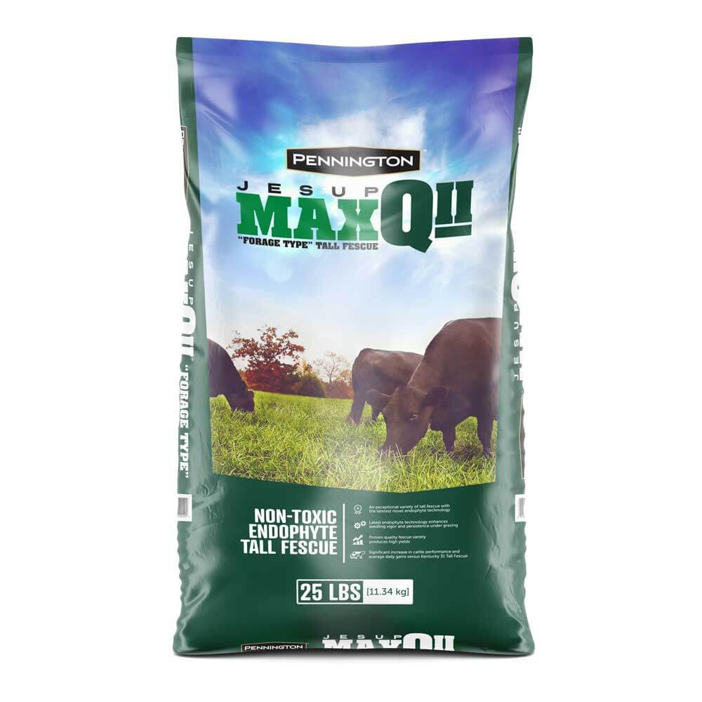 Jesup Max Q 11 Tall Fescue Grass Seed