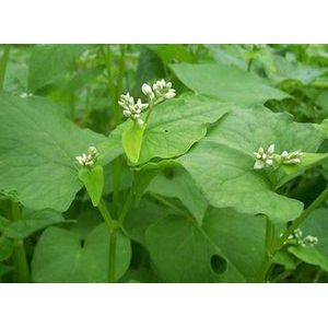 Organic Buckwheat Seeds