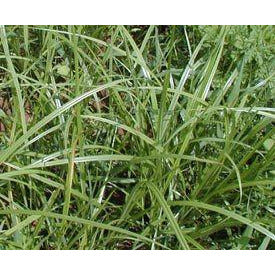 herbicide for chufa Chufa Food Plot Seed - 50 Lbs