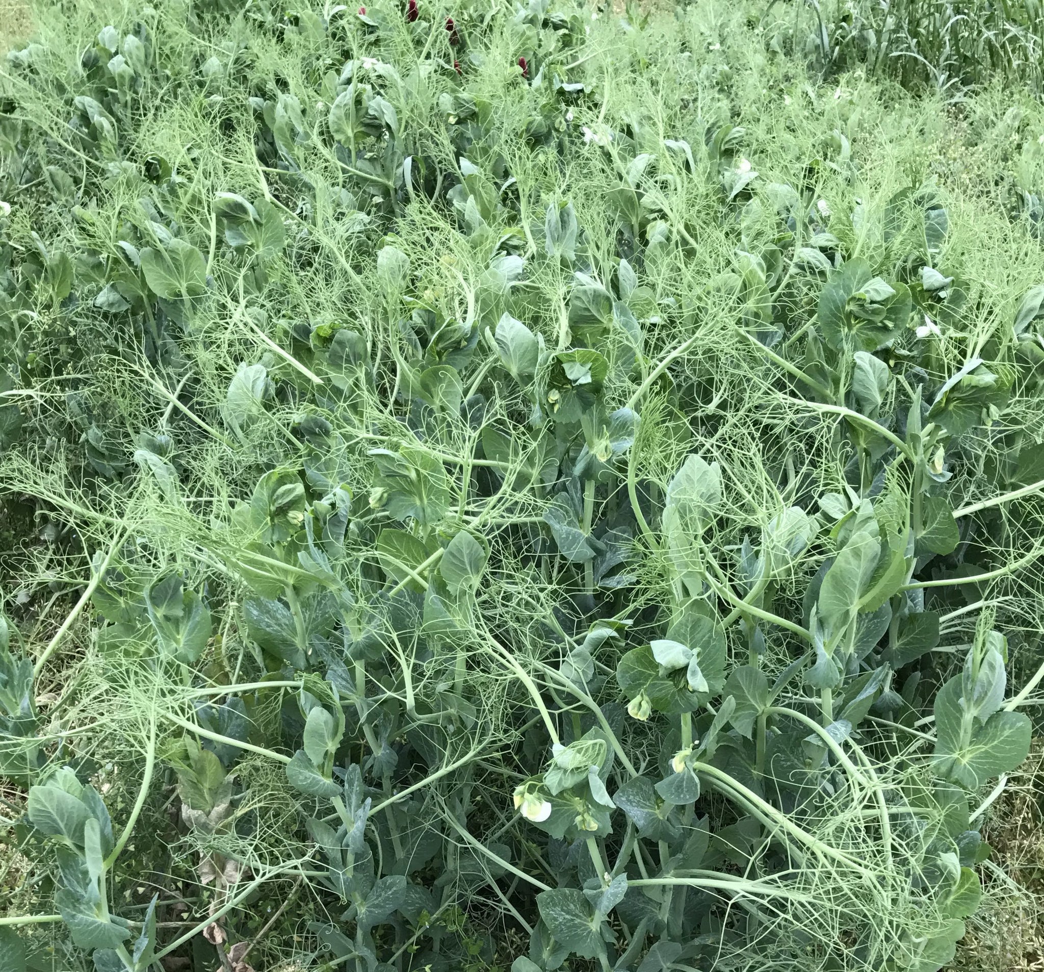 Austrian Winter Pea Seed 50 Lbs Seed Barn austrian-winter-pea-seed-50-lbs-seed-barn