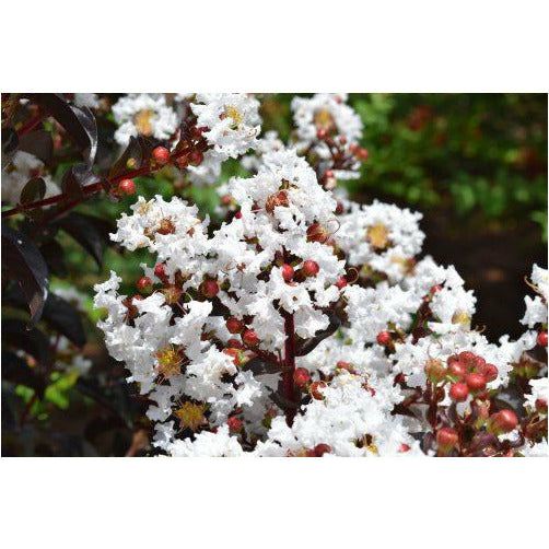 (Backorder Spring 2025) First Editions Crape Myrtle Lunar Magic Plant