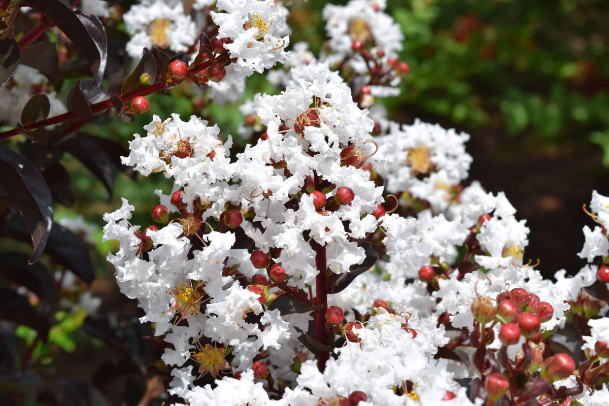 (On Backorder) First Editions Magic Crape Myrtle Plant  - 1 Gallon