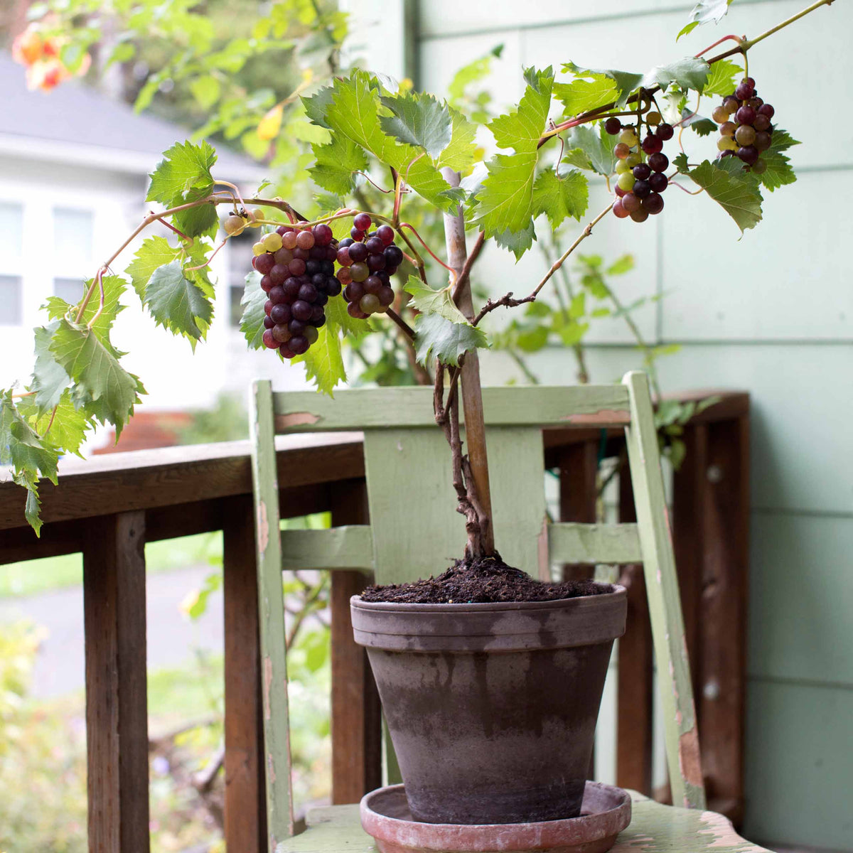 (Backorder Spring 2025) Grape Vine Plant - 1 Gallon