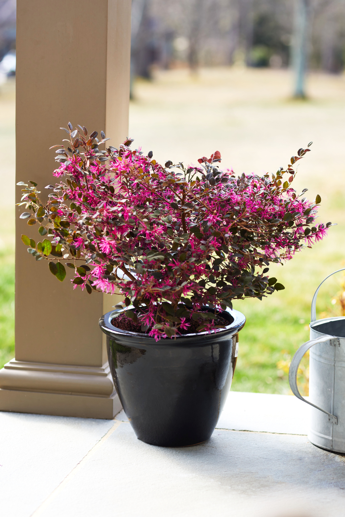 (Backorder Spring 2025) Bloomables Loropetalum Plant - 2 Gallon