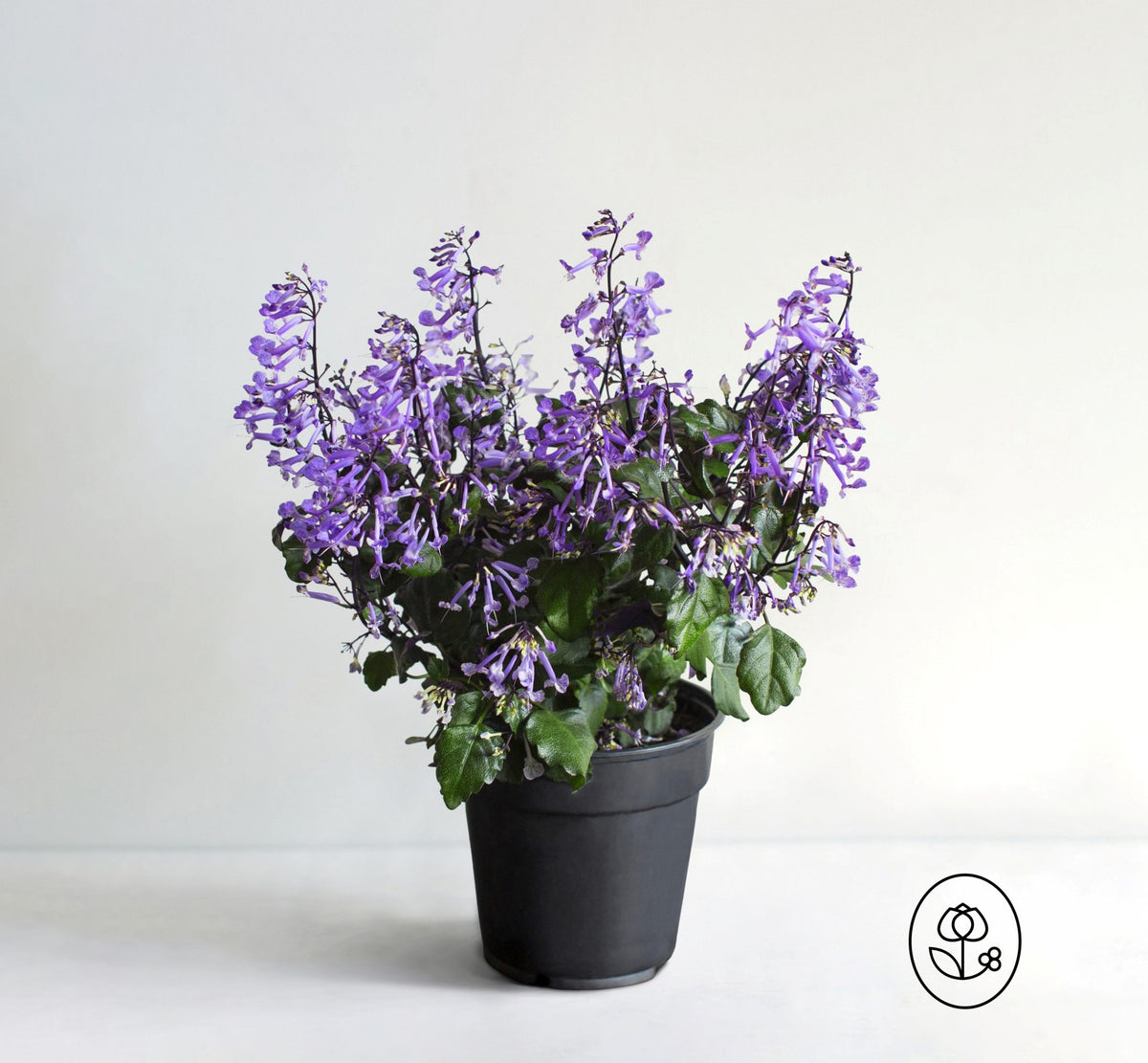 Mona Lavender Plant - 6 inch