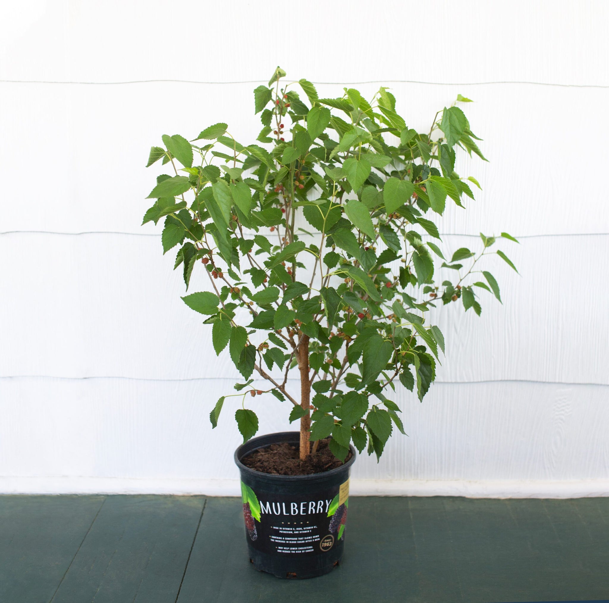 mulberry plant fertilizer Mulberry Dwarf Everbearing Plant - 1 Gallon