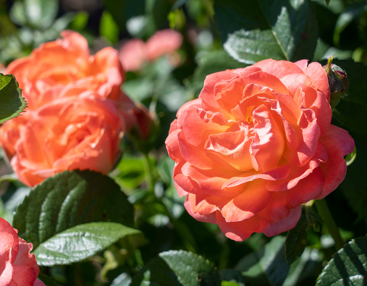 Knock Out Orange Glow Rose Plant - 2 Gallon