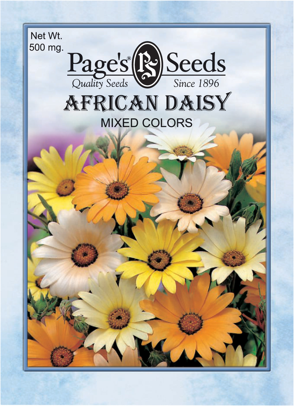 African Daisy Mixed Colors Seeds - 1 Packet