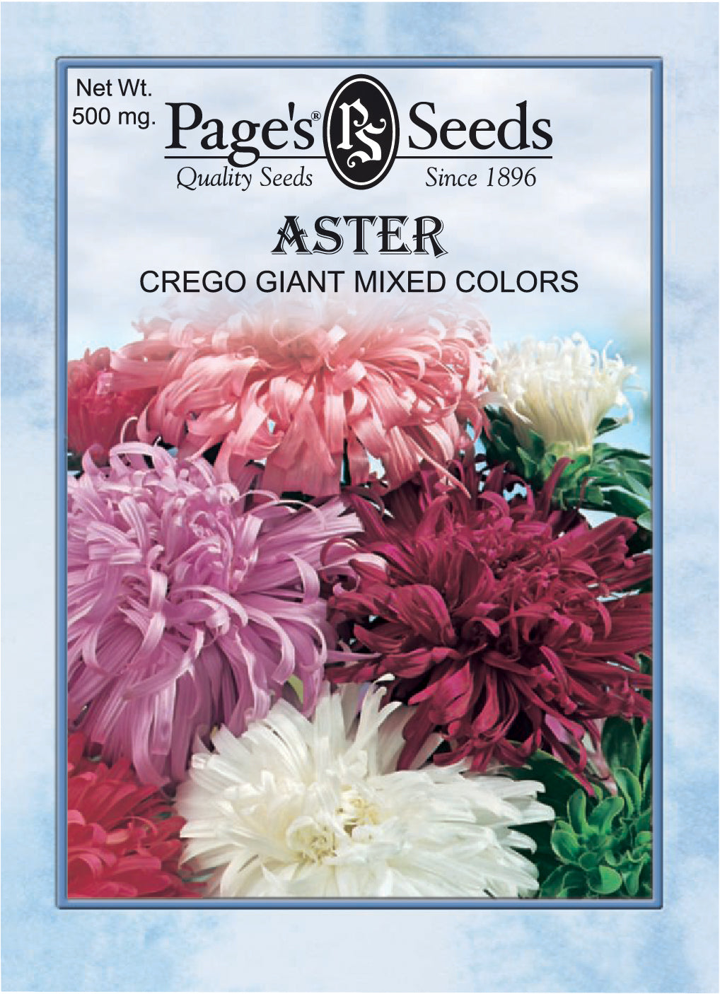 Aster Crego Mixed Colors Seeds - 1 Packet