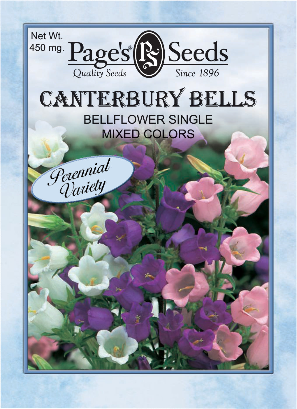 Canterberry Bell Flower, Single Mixed Colors - 1 Packet
