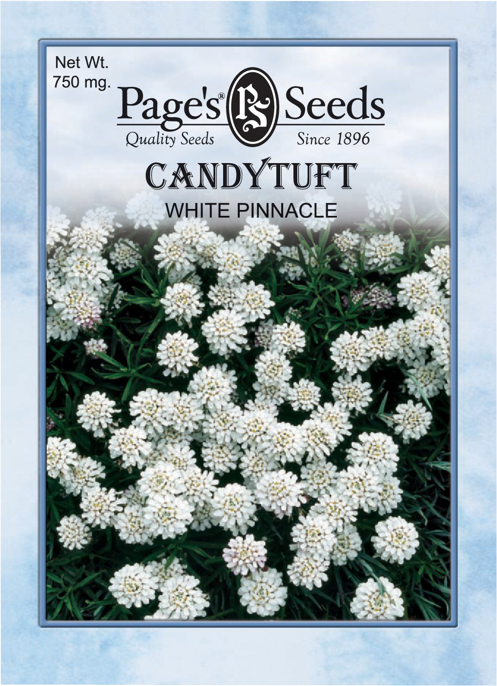Candytuft, White Pinnacle - 1 Packet