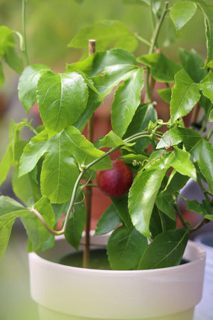 passionfruit seeds planting Passion Fruit Plant - 1 Gallon