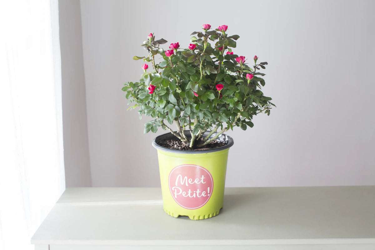 Knock Out Miniature Petite Red Rose Plant - 1 Gallon