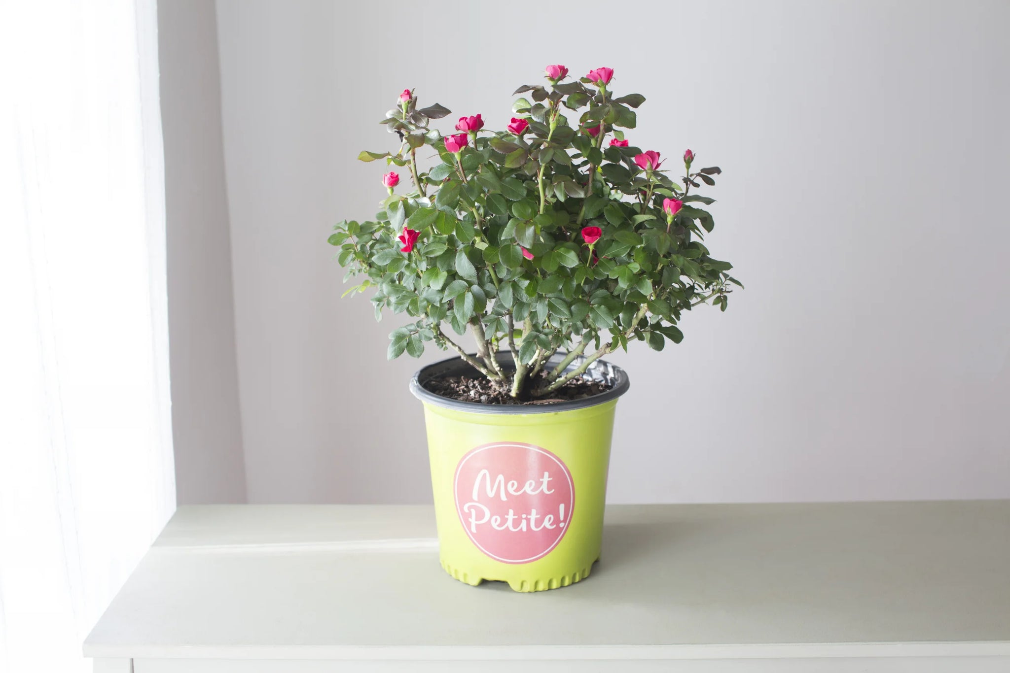 indoor rose plants Knock Out Miniature Petite Red Rose Plant - 1 Gallon