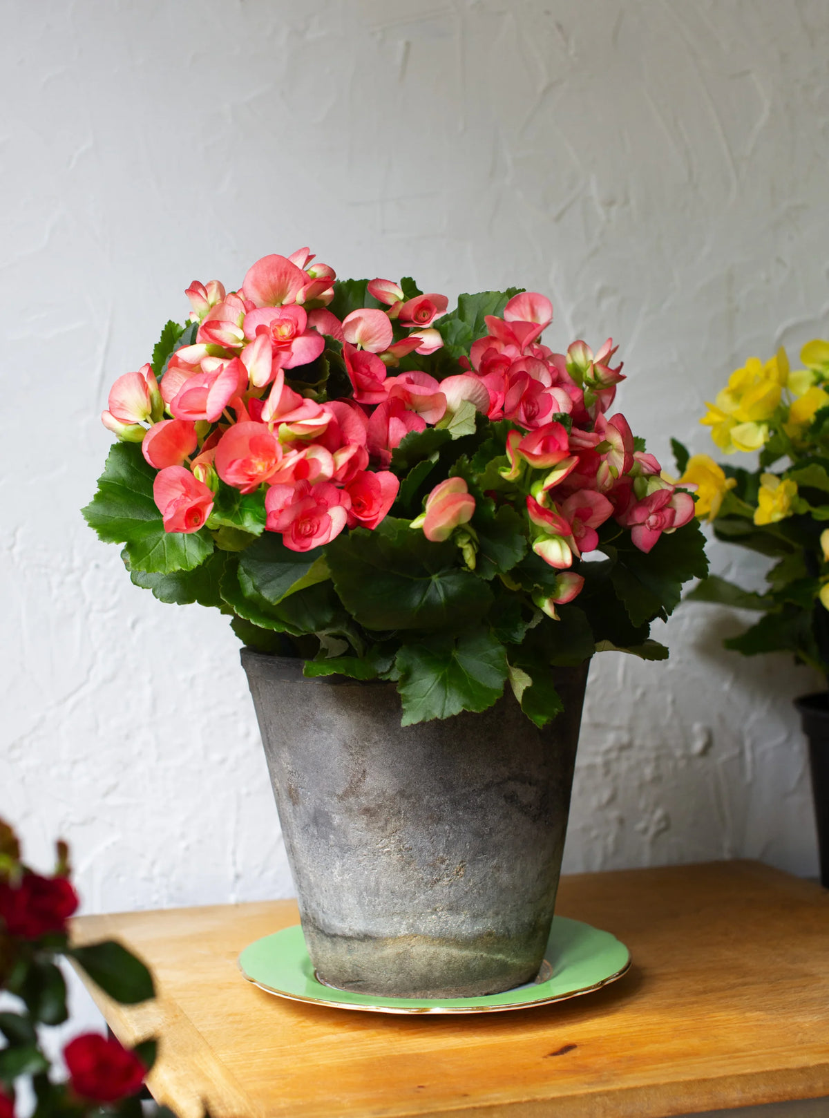 Begonia Plant - 6 Inch Plant