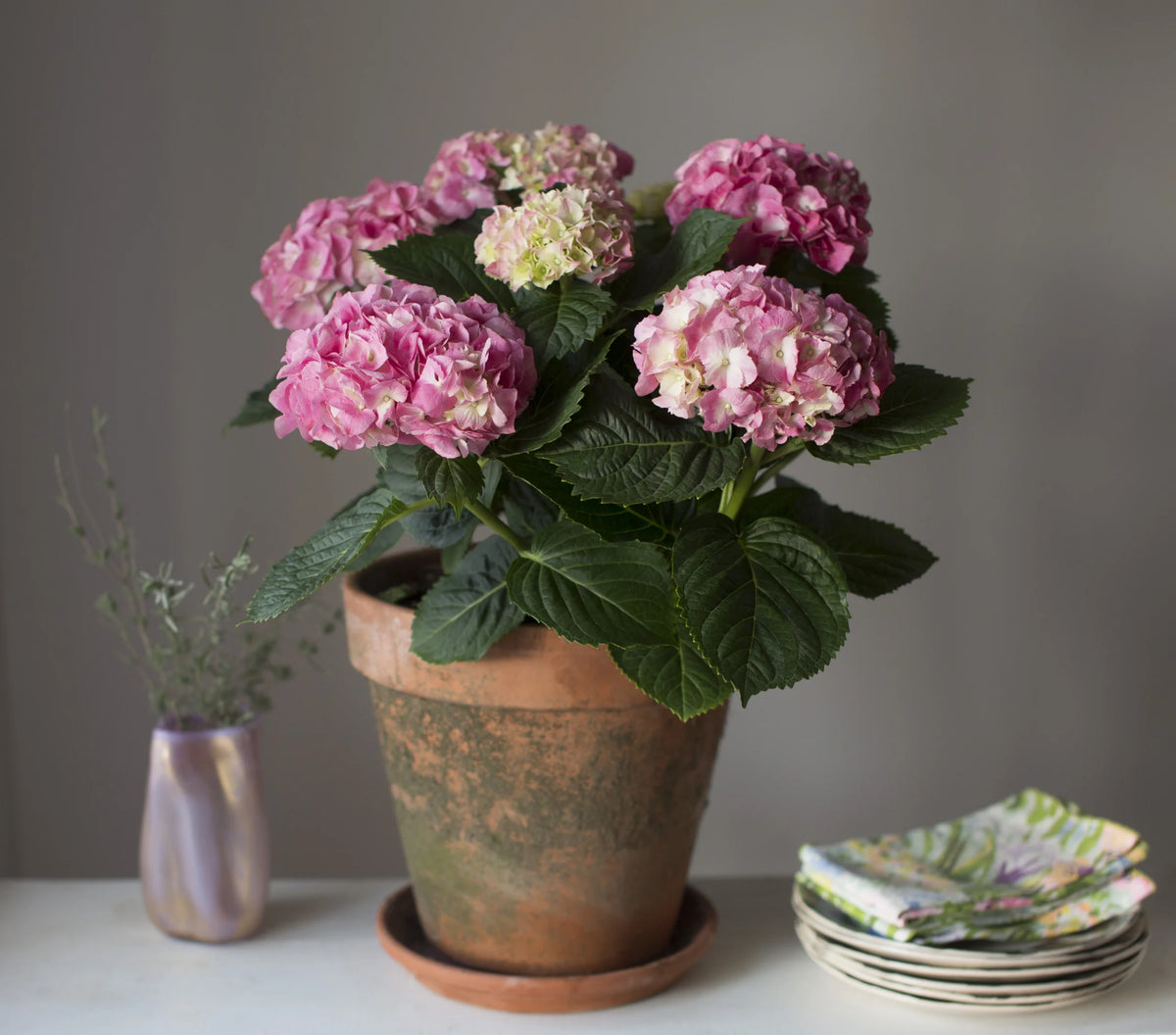 Hydrangea Floral Plant - 2 Gallon