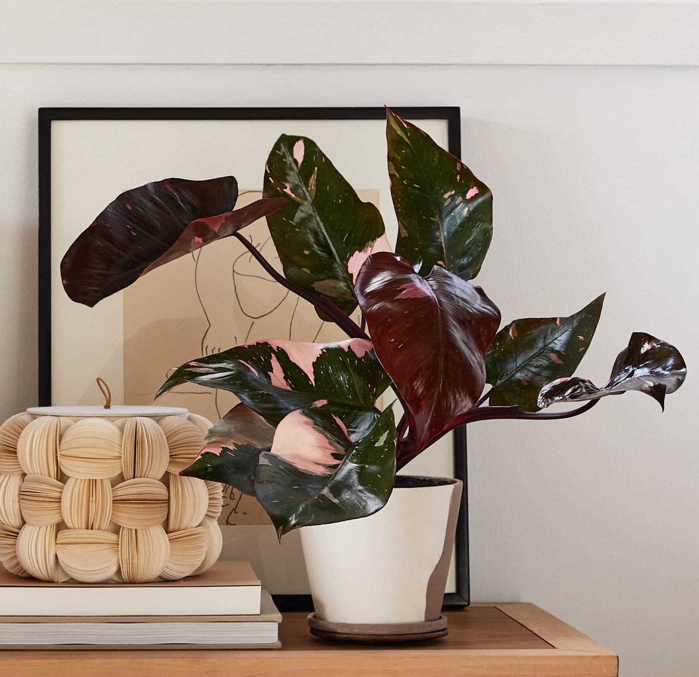 black princess philodendron Philodendron Plant - 6 inch Plant