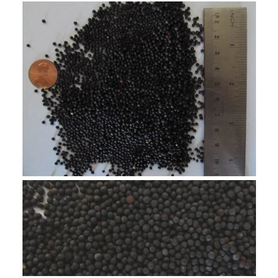 Dwarf Essex Rape Seed