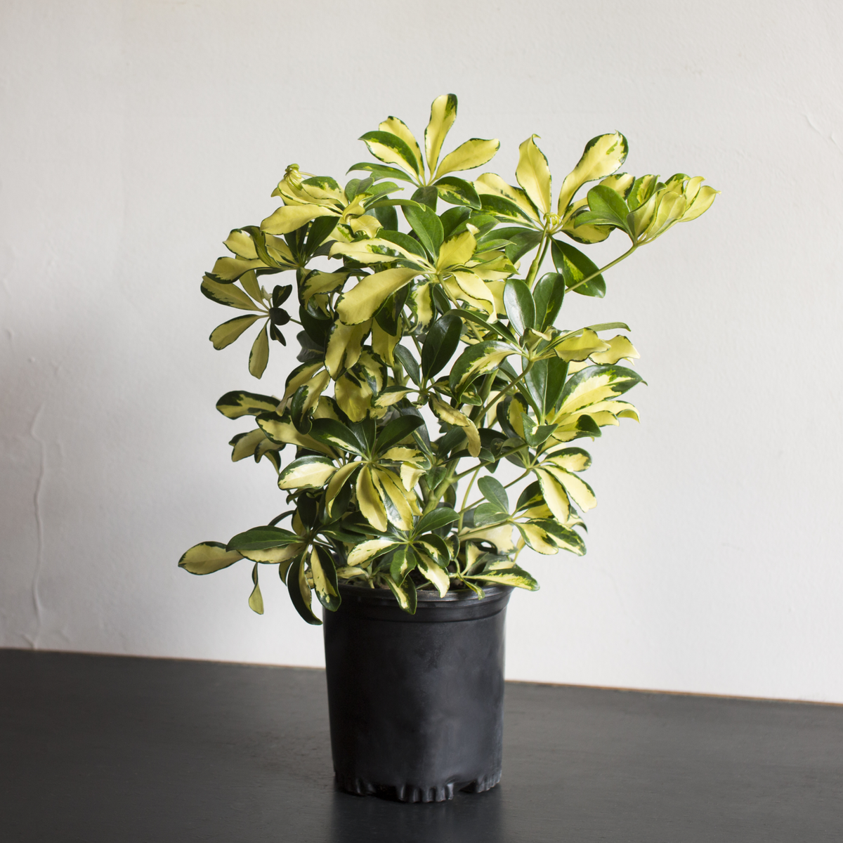 Schefflera Arboricola Trinette Plant