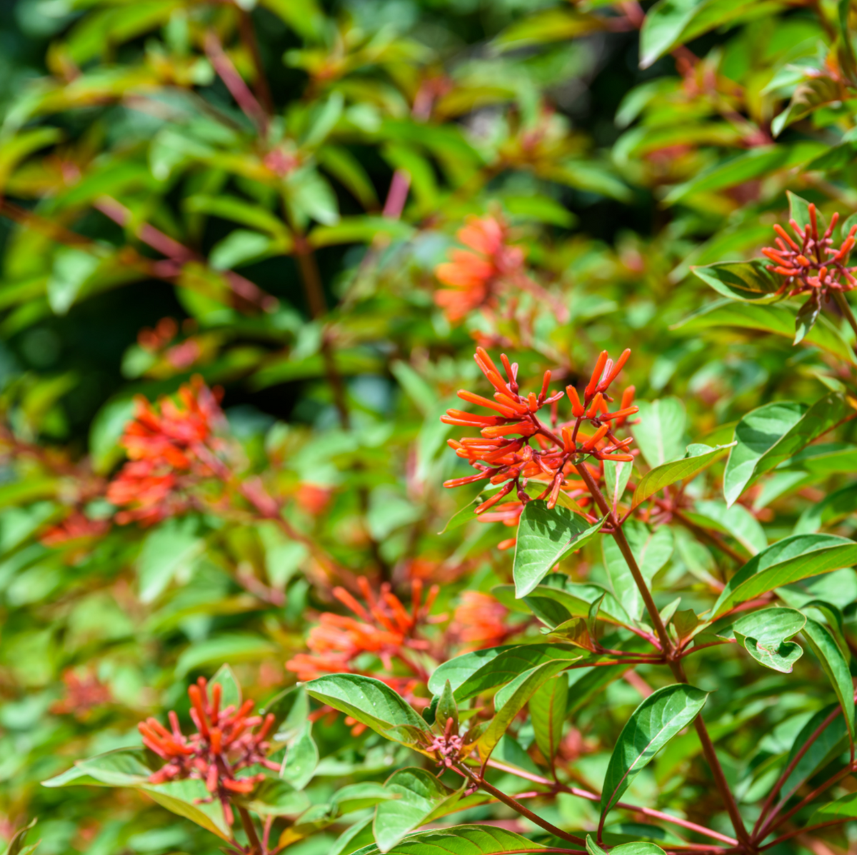 (PREORDER Ships in MARCH 2026) Firebush Plant - 6 inch