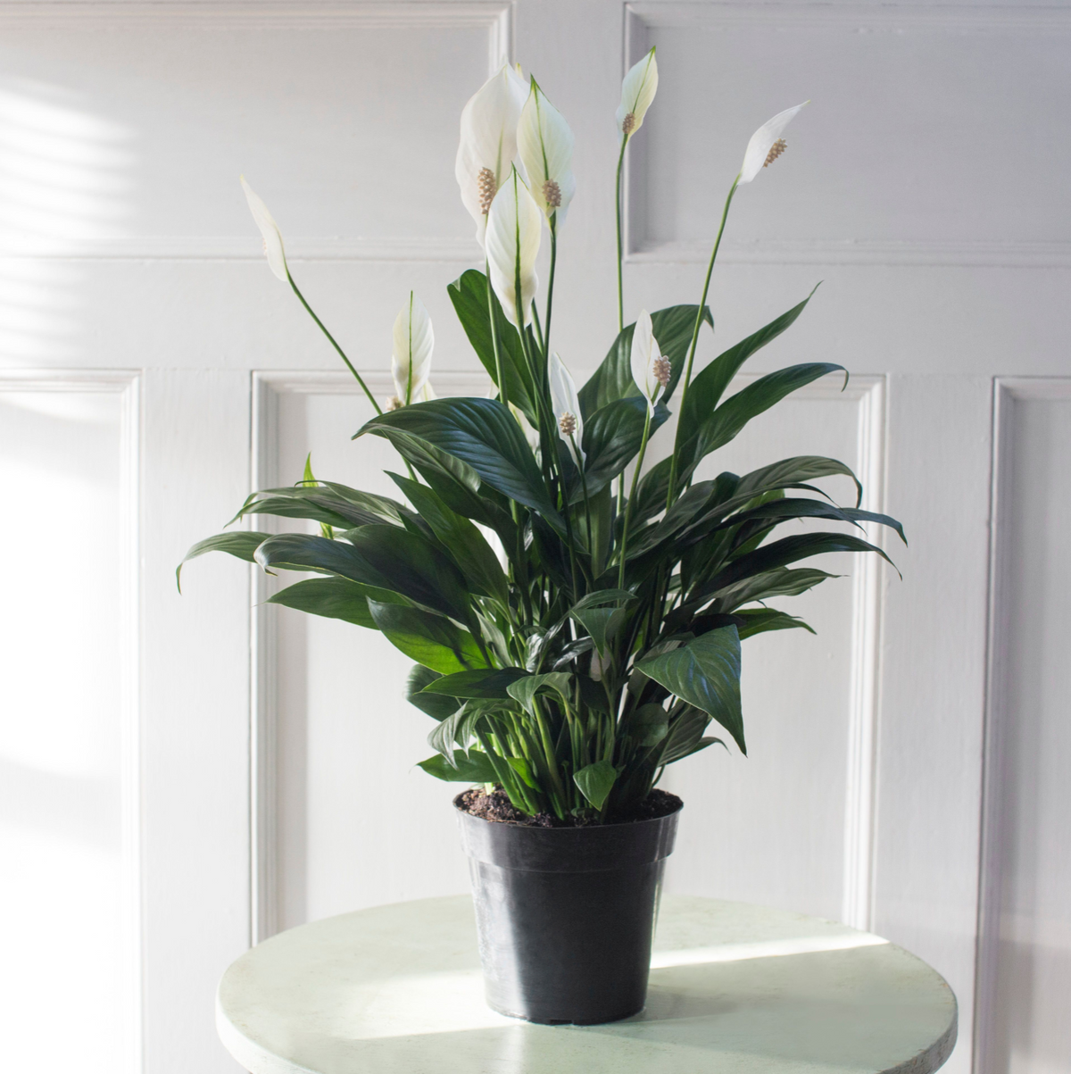 Peace Lily Plant - 6 inch