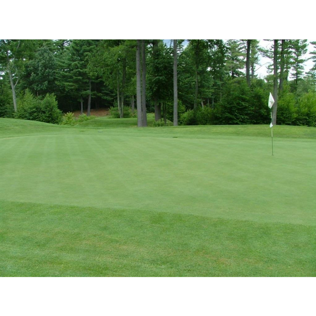 Princeville Creeping Bentgrass Seed