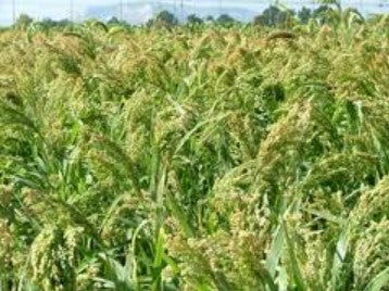 Epic BMR Hybrid Pearl Millet Seed