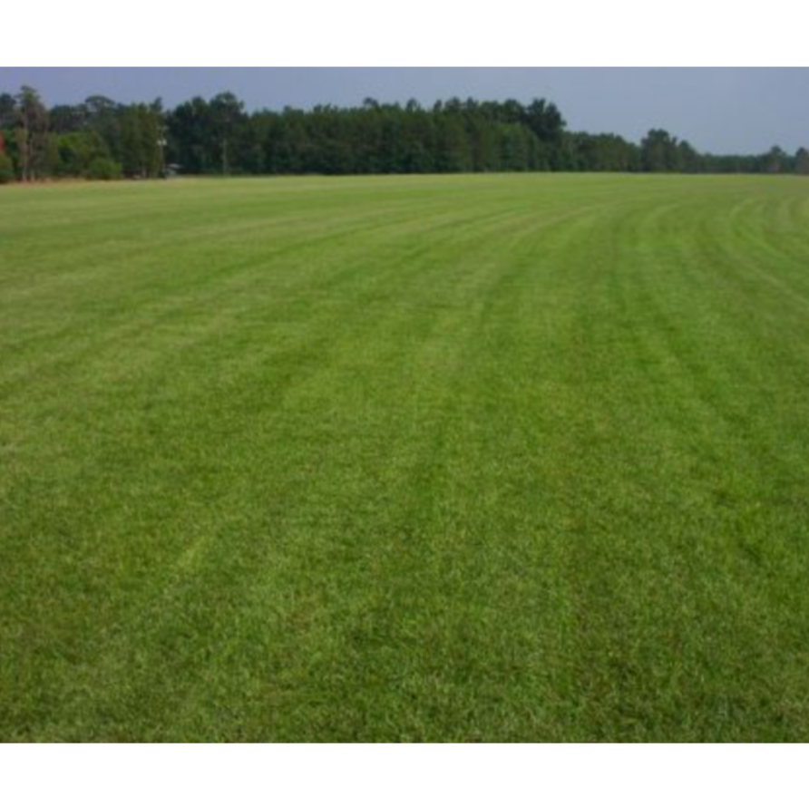 Tifblair Centipede Grass Seed (Certified)