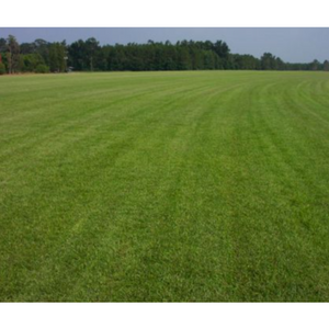 best time to plant centipede grass seed in georgia Tifblair Centipede Grass Seed (Certified)