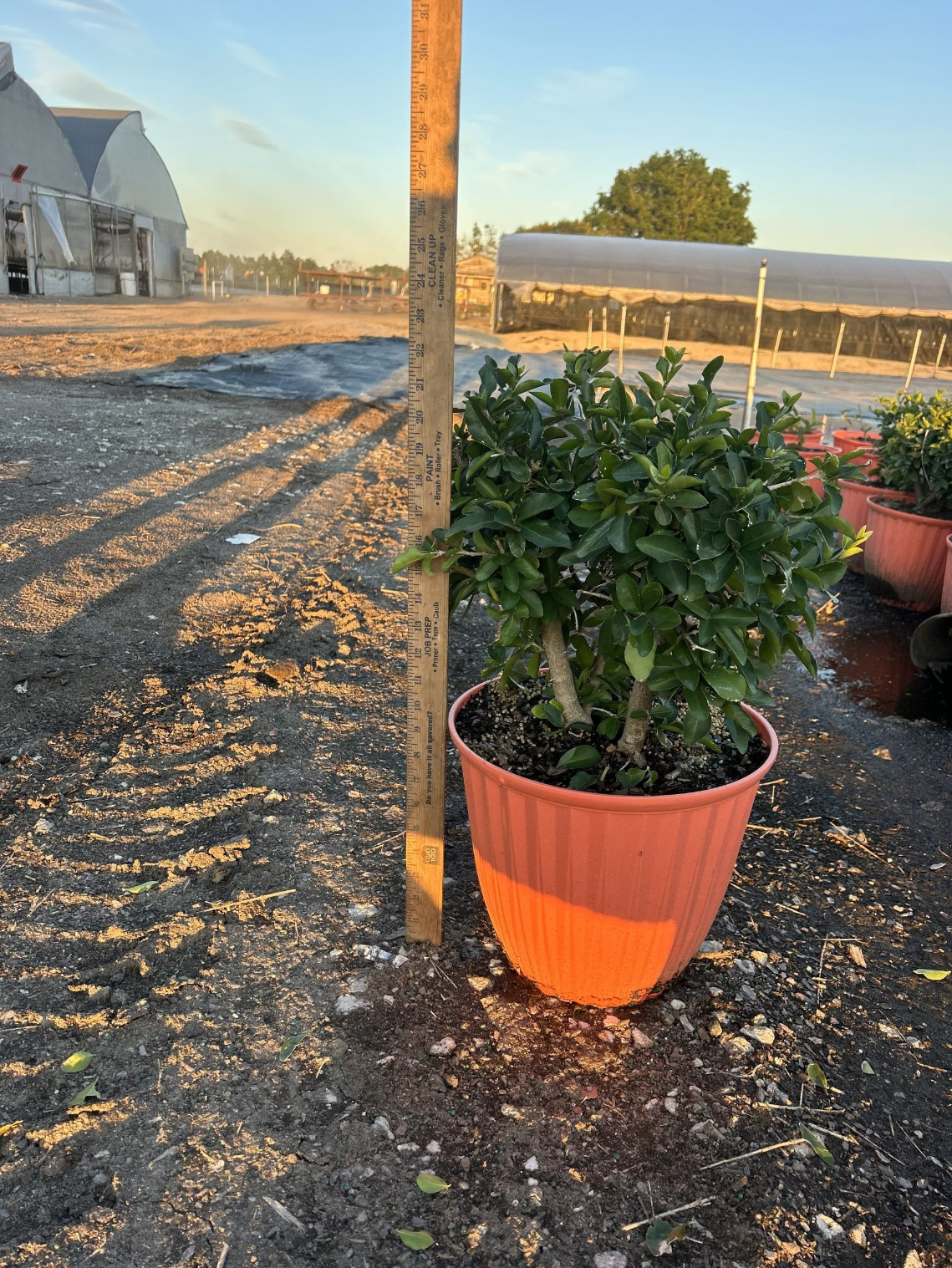 Cherry Barbados Plant