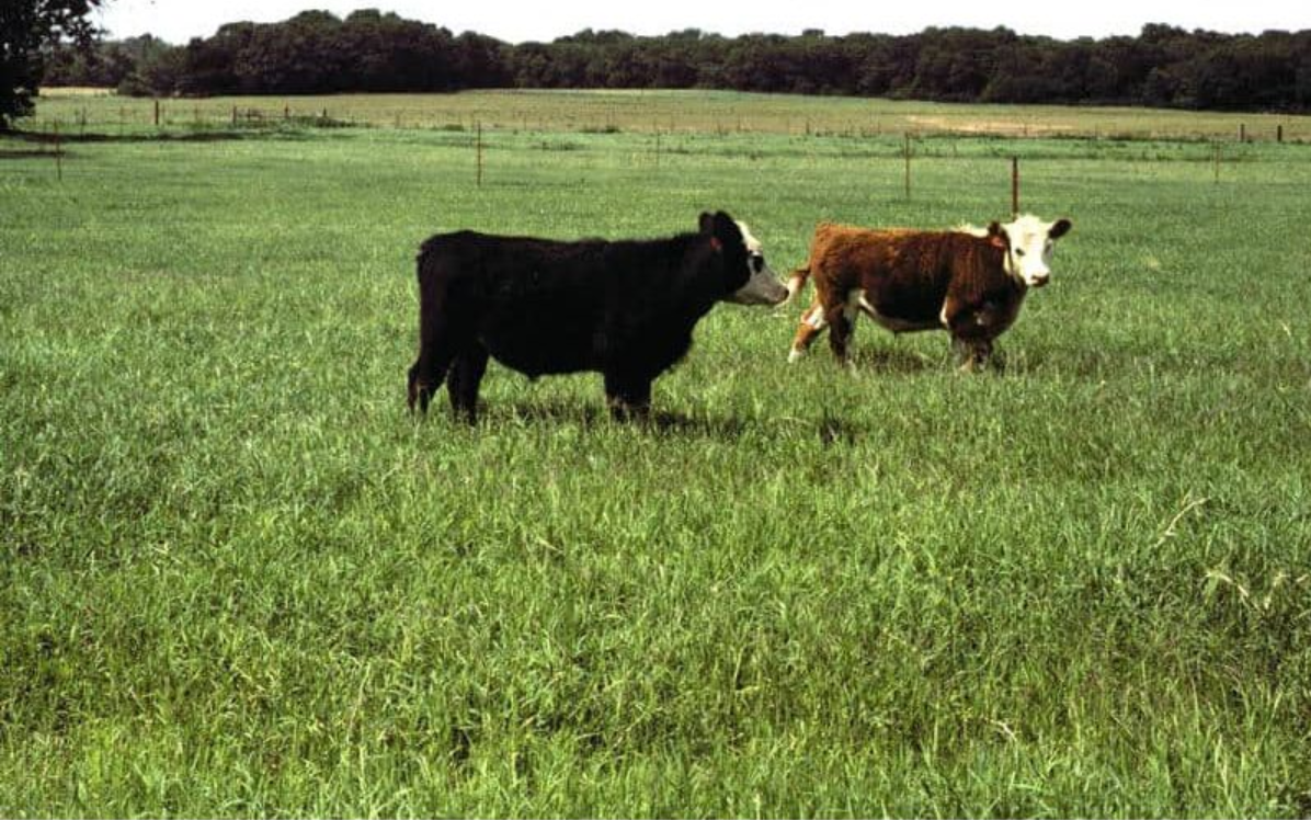 Stampede Plus Bermuda Grass Seed | Cold Tolerant Pasture Grass