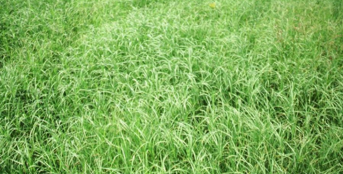 Stampede Plus Bermuda Grass Seed | Cold Tolerant Pasture Grass