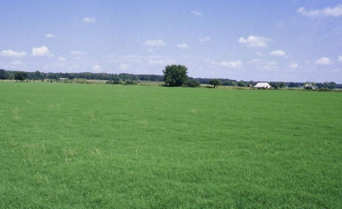 Stampede Plus Bermuda Grass Seed | Cold Tolerant Pasture Grass