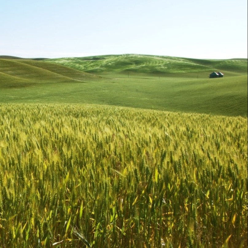 Nomini Barley Seed