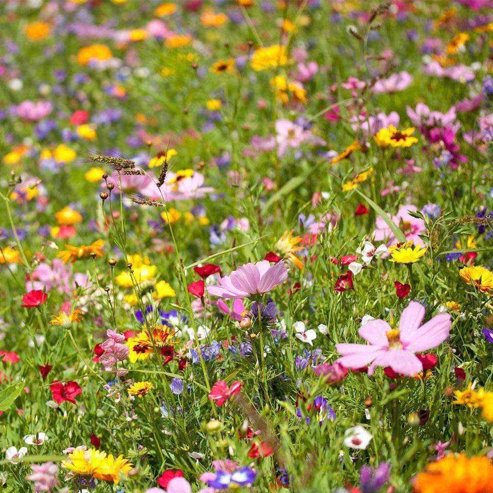 CGIG Wildflower Mixture Seeds for Southeast