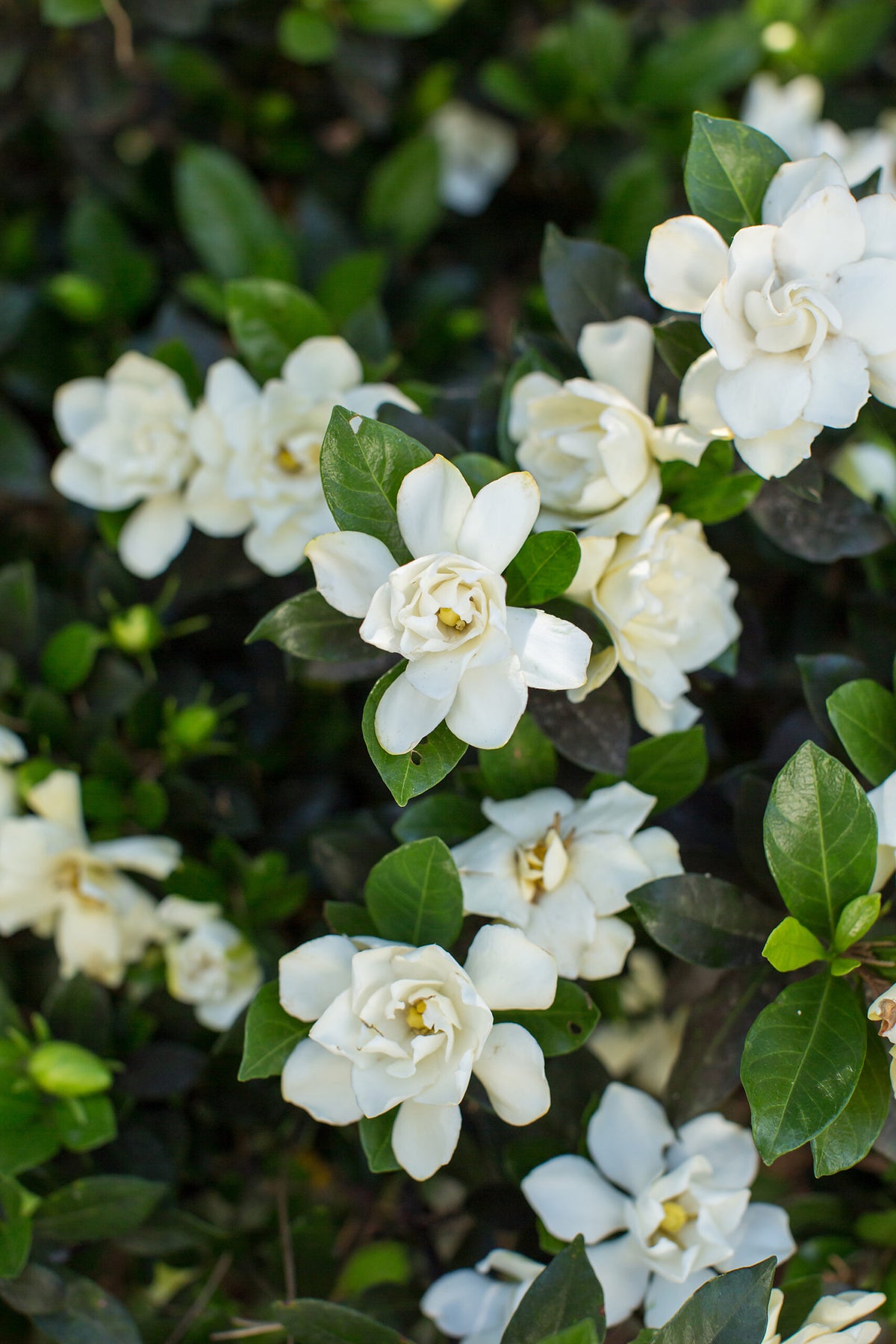 (Backorder Spring 2025) First Editions Sweet Tea Gardenia Plant - 2 Gallon