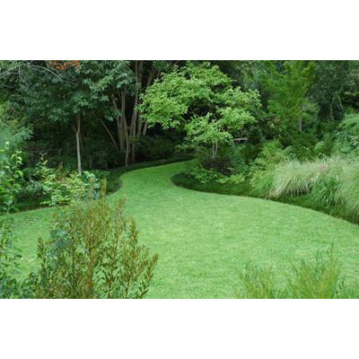 Kentucky 31 Tall Fescue Grass Seed