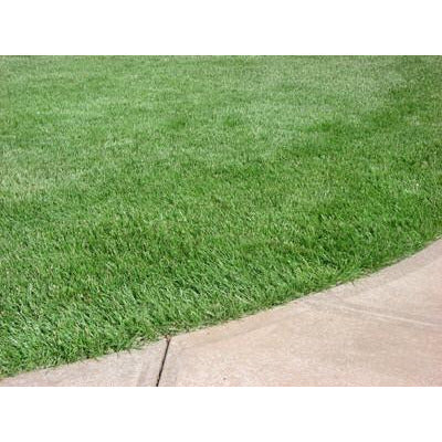 Kentucky 31 Tall Fescue Grass Seed