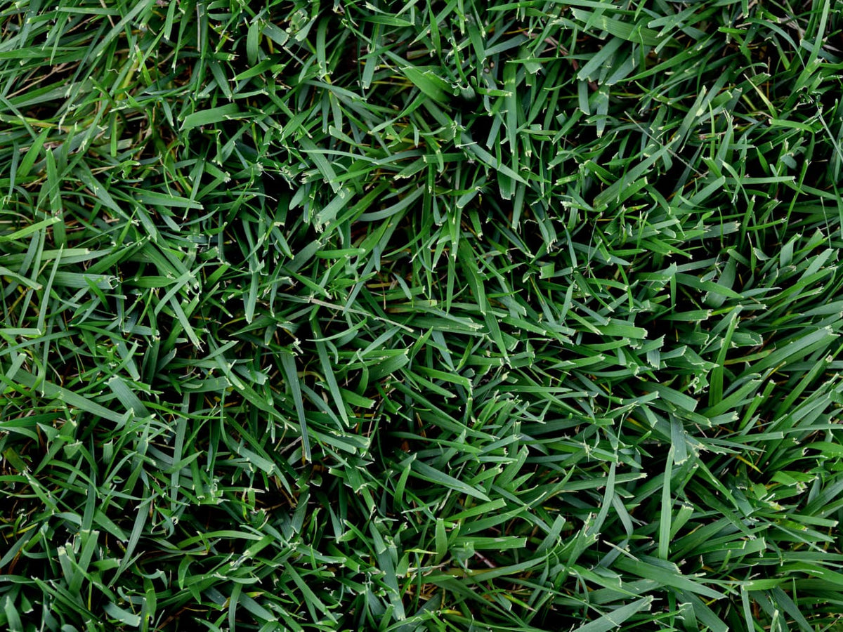 Titan GLX Turf-Type Tall Fescue Seed