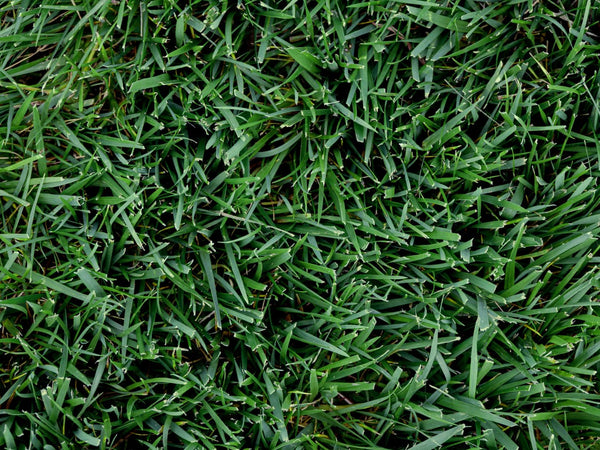 Titan GLX Turf-Type Tall Fescue Seed - Seed Barn