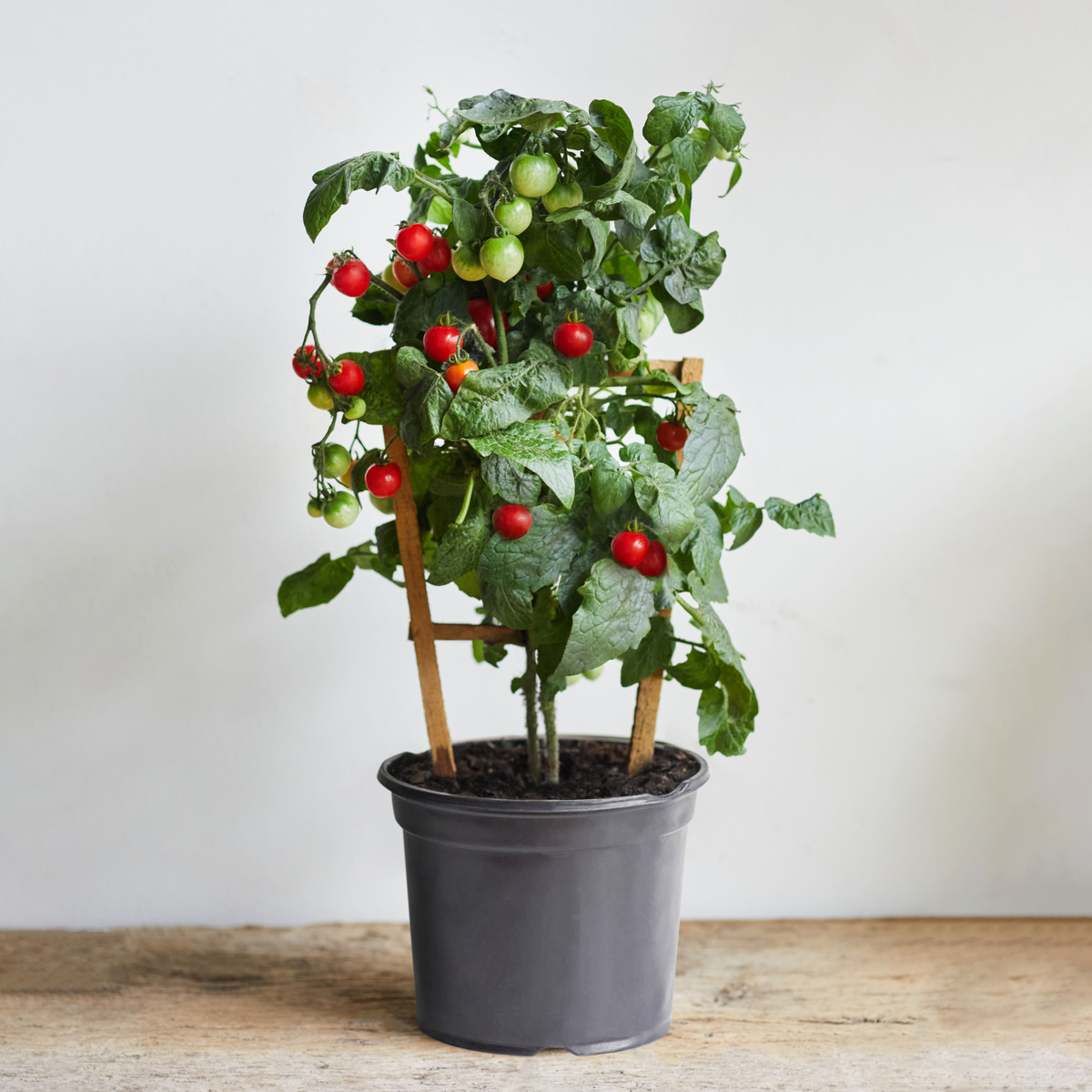 (Backorder Spring 2025) Sweet Cocktail Tomato Plant with Trellis - 1 Gallon