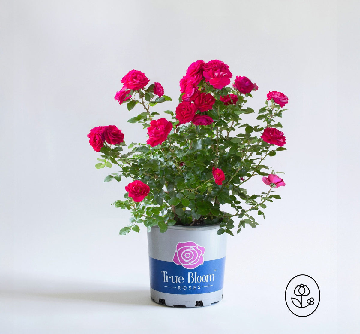 True Bloom Rose - 2 Gallon