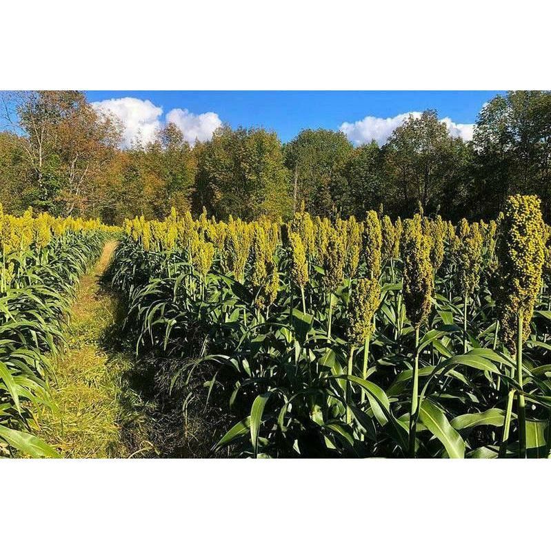 (PRE-ORDER Ships Late February 2026) WGF Sorghum Seed