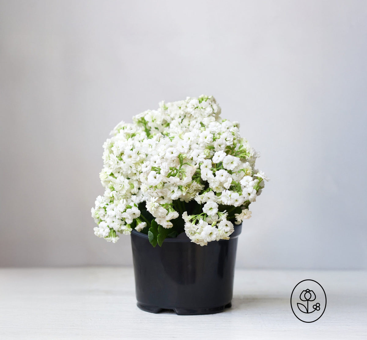 Kalanchoe Plant - 2.5 Quart