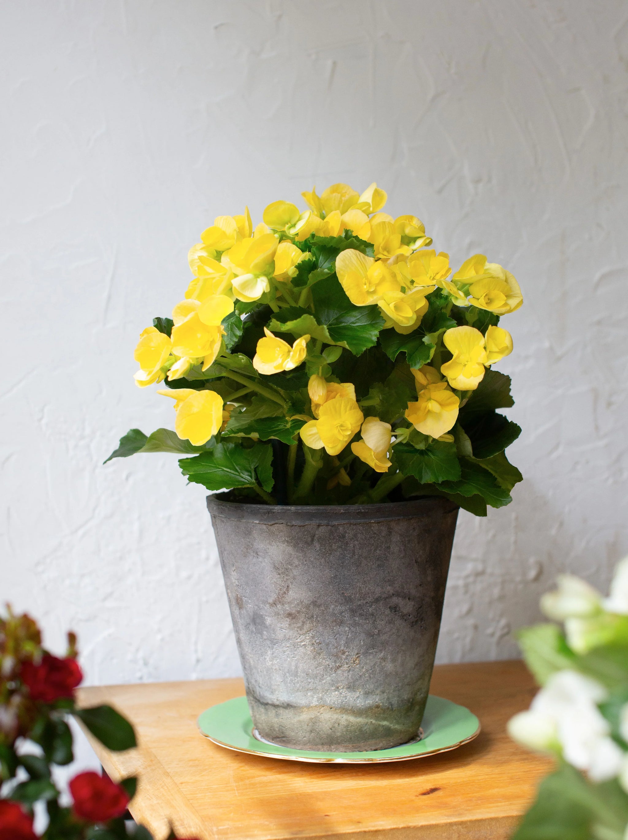 begonia potted plants Begonia Plant - 6 Inch Plant