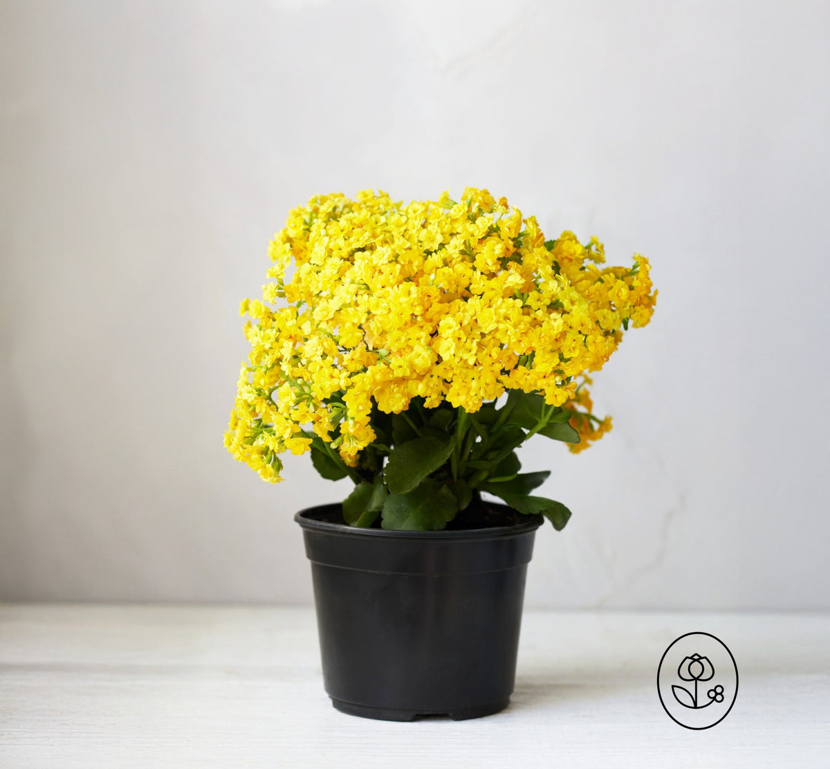 Kalanchoe Plant - 2.5 Quart