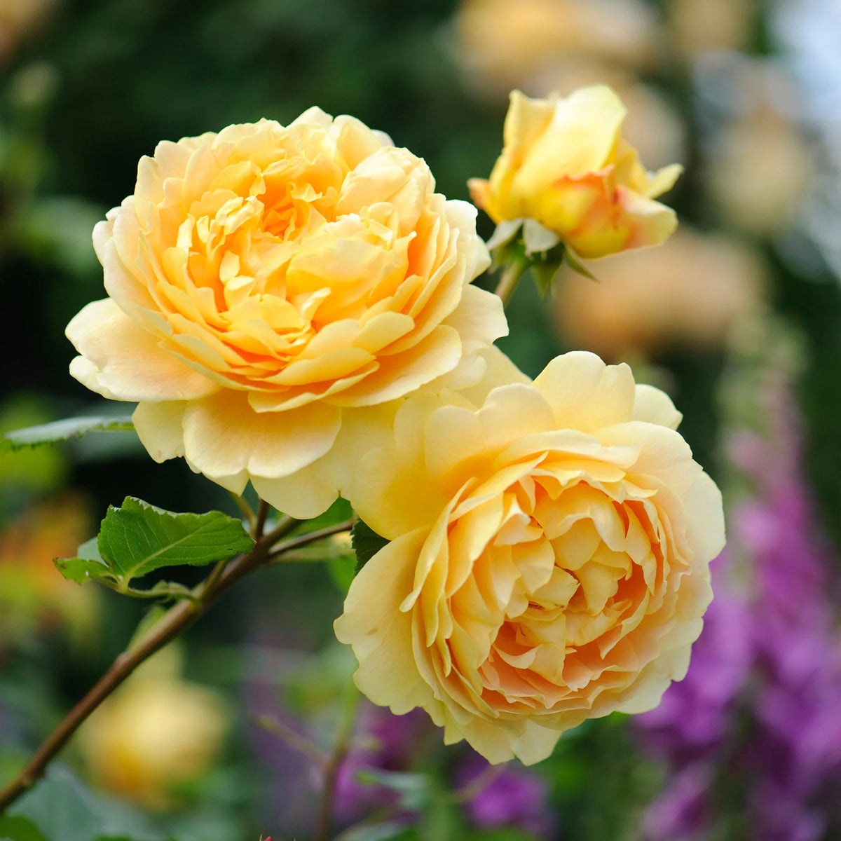 David Austin Rose