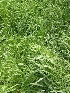 Wrens Abruzzi Winter Rye Grain Seed